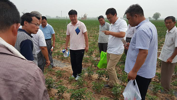 辣椒协会邀请中国农科院专家到我县指导绿色基地创建