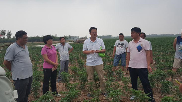 辣椒协会邀请中国农科院专家到我县指导绿色基地创建