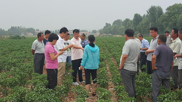 辣椒协会邀请中国农科院专家到我县指导绿色基地创建