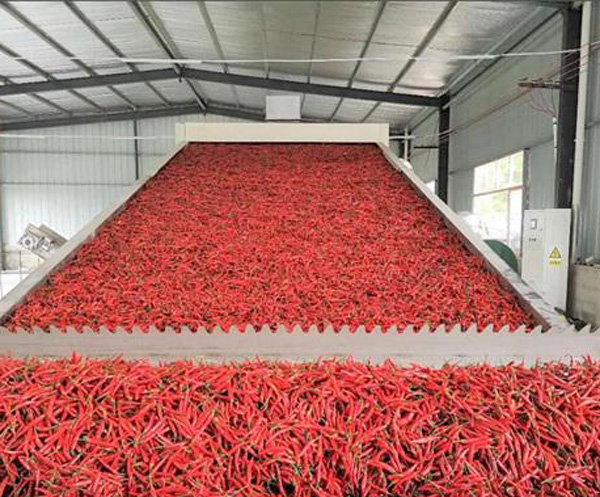 辣椒加工厂加工辣椒